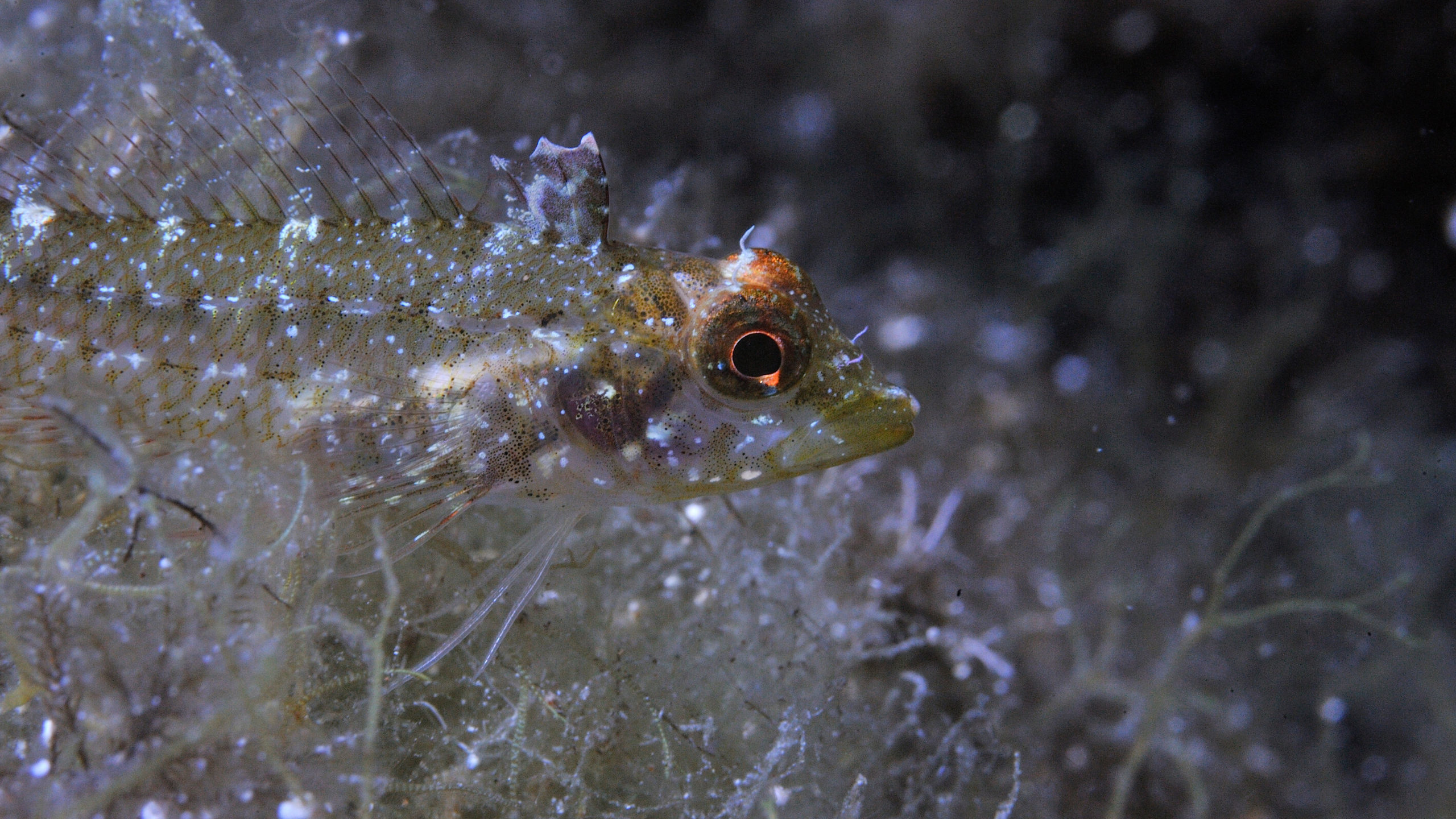 These Freaky Fish Can Turn Their Eyes Into Torches