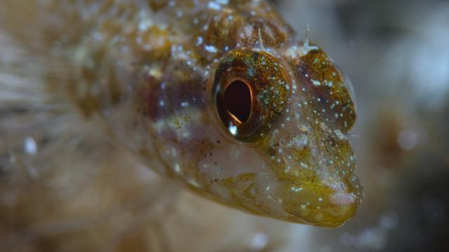 These Freaky Fish Can Turn Their Eyes Into Torches