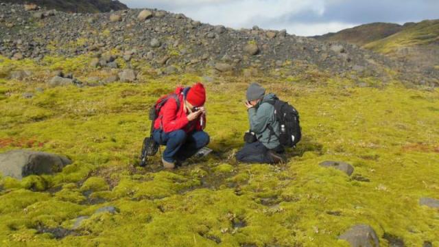 Earth’s First Land Plants May Have Sprouted 80 Million Years Earlier Than Previously Thought