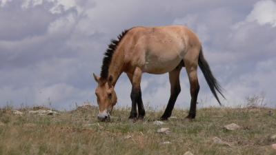 There’s No Such Thing As A Truly ‘Wild’ Horse Anymore
