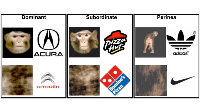 Why Scientists Taught Monkeys To Associate Brand Logos With Genitals
