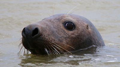 First Evidence That Microplastics Travel Up The Food Chain And Into Seal Bellies