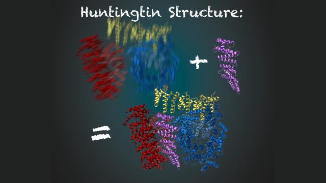 In A ‘Key Milestone’, Scientists Get A Clear Look At Huntington’s Disease Protein 