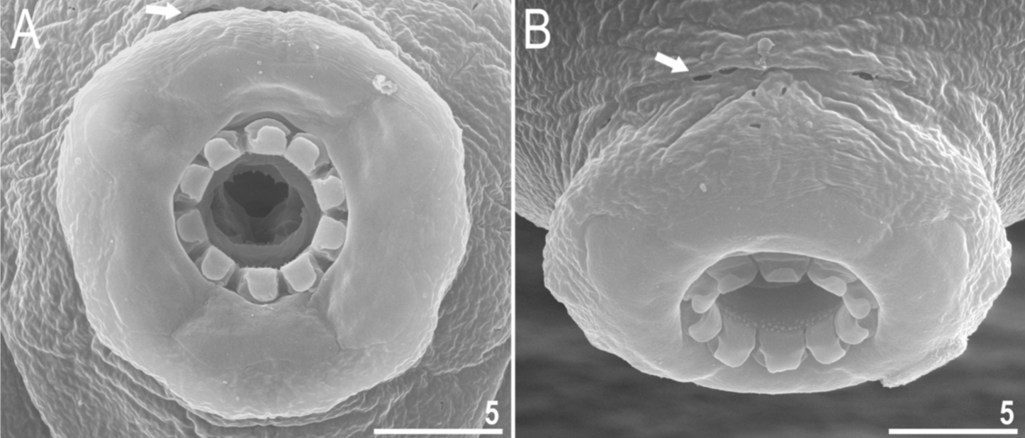 New Species Of Tardigrade Discovered In Japanese Parking Lot
