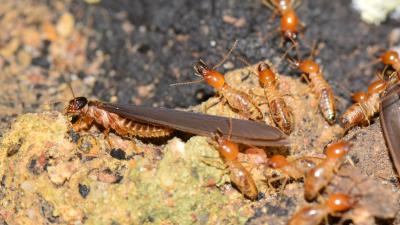 Termites Are Finally Being Recognised For What They Really Are: Social Cockroaches