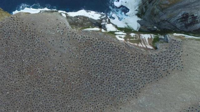 Poo Stains Seen From Space Lead To Discovery Of Massive Penguin ‘Supercolony’