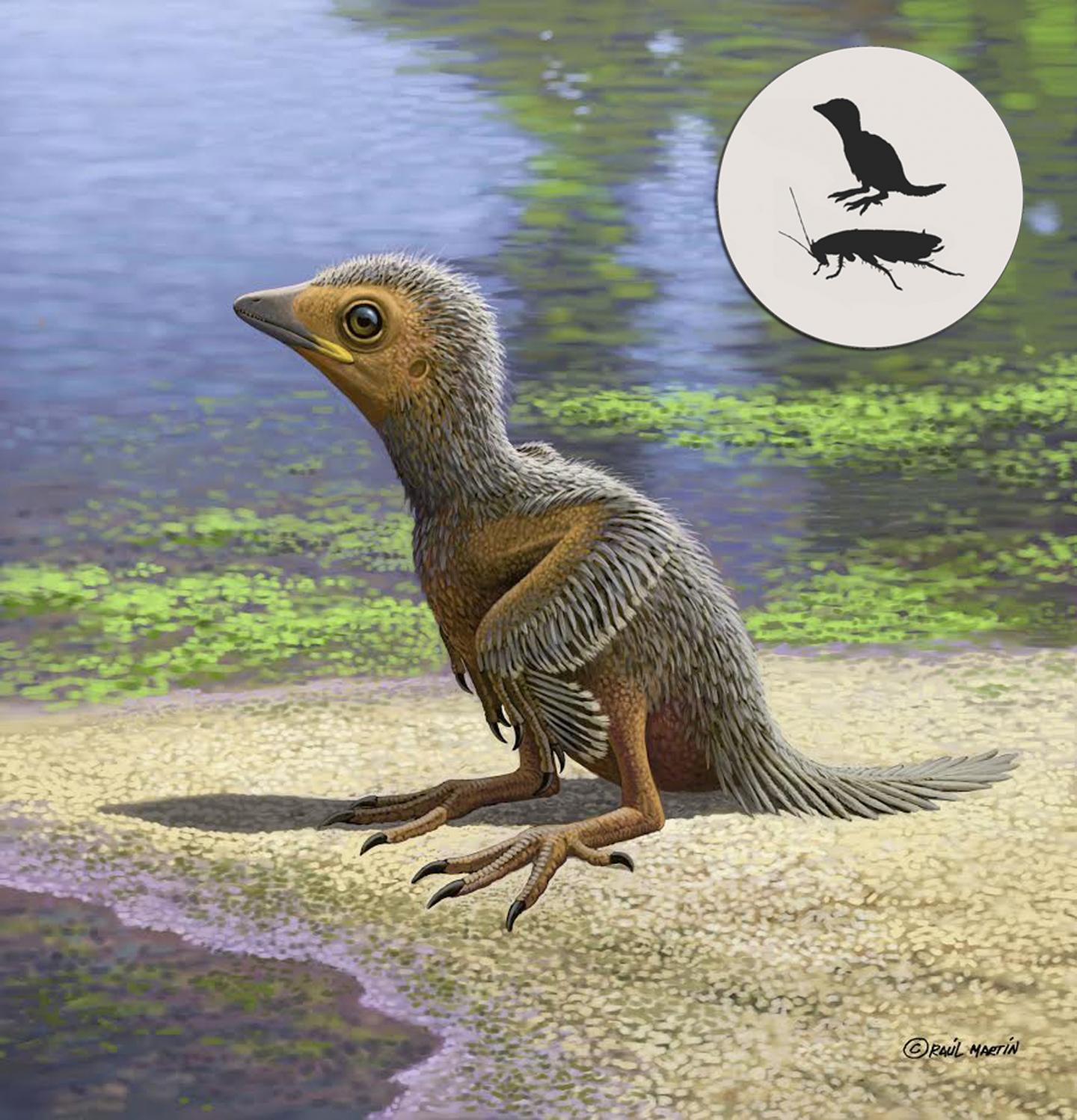 Ancient Baby Bird Was Only The Size Of A Cockroach