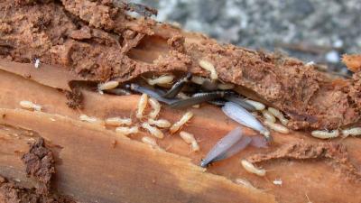 Termite Armies Send Their Oldest Soldiers To Die First