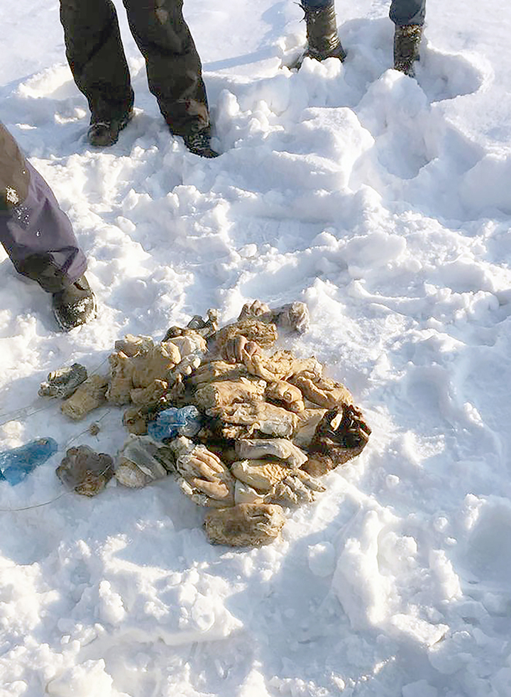 Gruesome Scene As Bag Containing 54 Severed Hands Found In Siberia