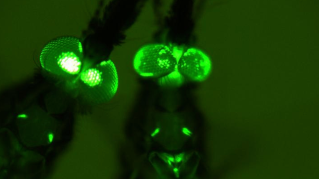 These Glowing, Genetically Engineered Mosquitoes Could Fight Malaria Instead Of Spreading It