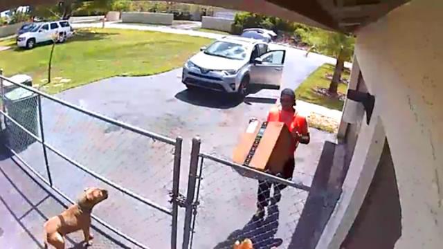 Amazon Delivery Driver Reportedly Fired For Squashing Puppy With Package
