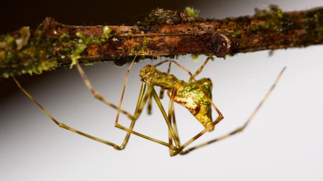 These Hawaiian Stick Spiders Have A Profound Case Of Evolutionary Déjà Vu