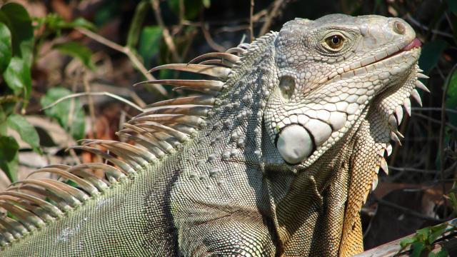 Florida Wildlife Officials Are Killing Invasive Iguanas By Smashing In Their Skulls