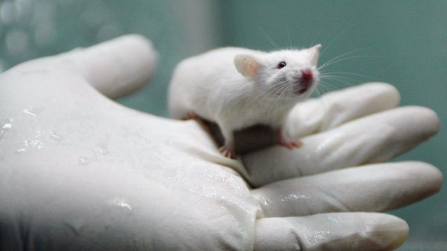 Virtual Lab Rats Could Replace Living Animals In Early Drug Testing