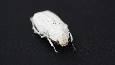 New Super-White Material Inspired By Eerily White Beetle
