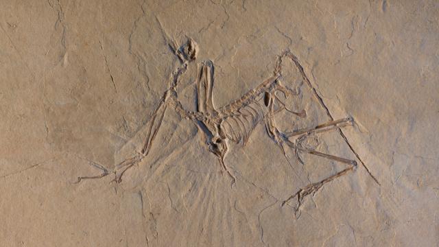 Winged Archaeopteryx Dino Could Fly, But Scientists Just Don’t Know How