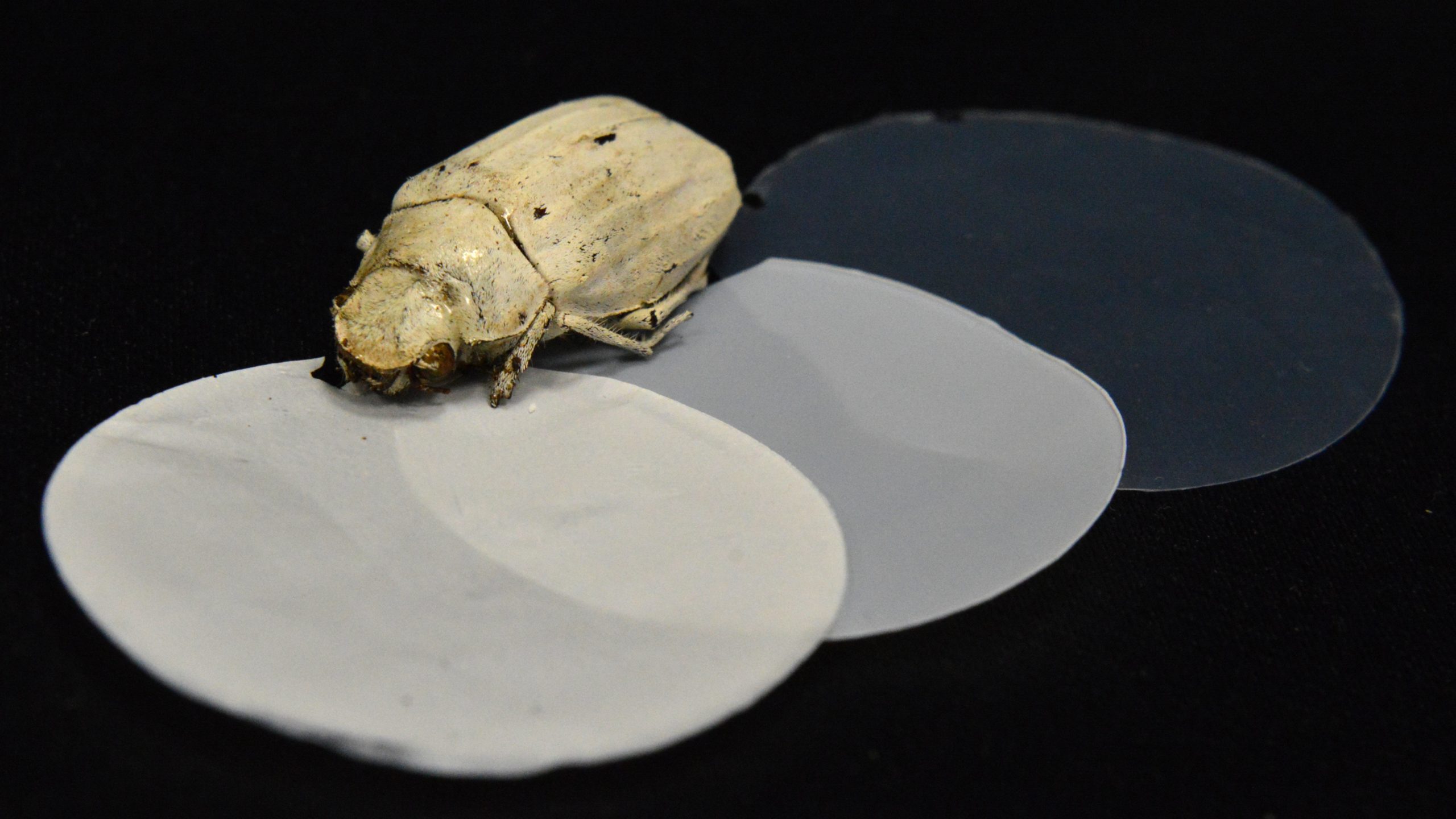 New Super-White Material Inspired By Eerily White Beetle