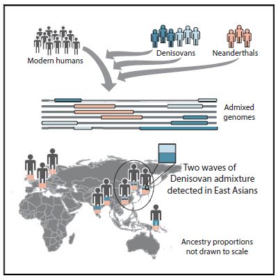 Ancient Human Groups Mated With The Mysterious Denisovans At Least Twice