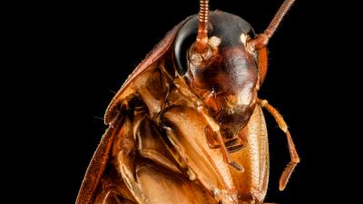 Newly Sequenced Cockroach Genome Explains Why They Are So Damn Hard To Kill