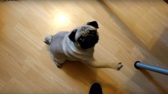 YouTuber Count Dankula Convicted Of Hate Crime For Video Of Pug Making A ‘Nazi Salute’