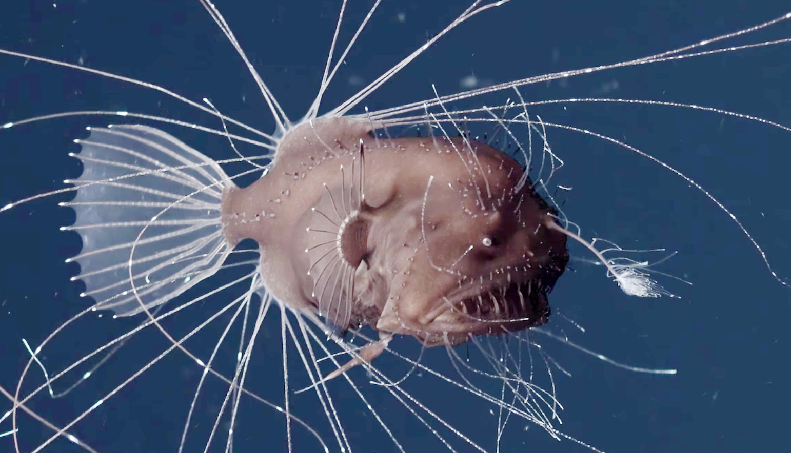 First-Ever Footage Of Anglerfish Mating Is As Horrifying As You'd Imagine