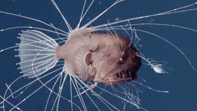First-Ever Footage Of Anglerfish Mating Is As Horrifying As You’d Imagine