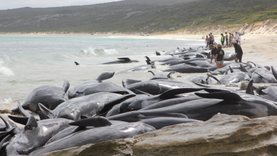 More Than 140 Whales Are Dead After Mass Stranding In Australia