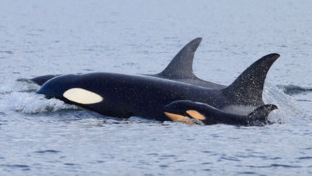 Mother-Son Orca Pair Commits Infanticide In Oceanic Shakespearean Drama