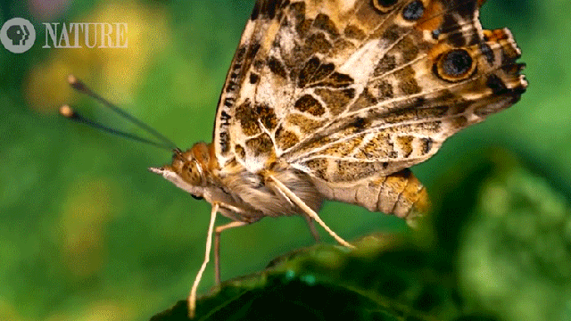 This Incredible New Footage Of A Butterfly Laying Eggs Will Make You Love Bugs