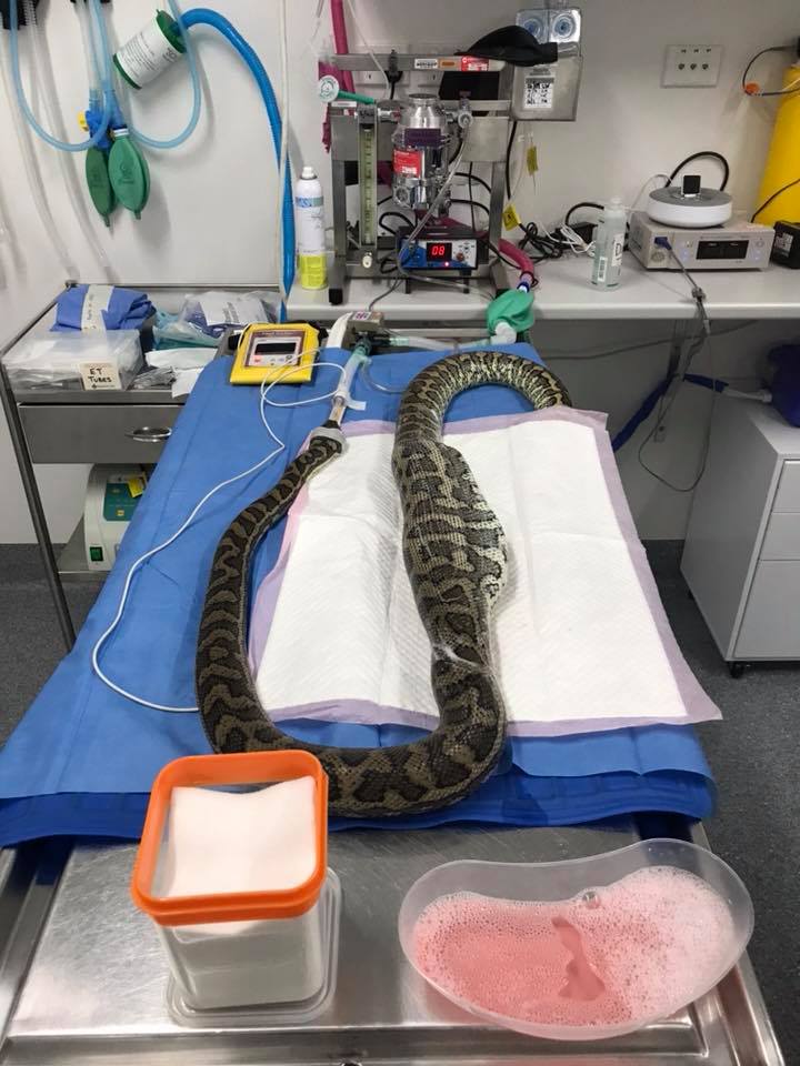 This Video Of An Aussie Vet Pulling A Slipper Out Of A Snake Is Gnarly As Heck
