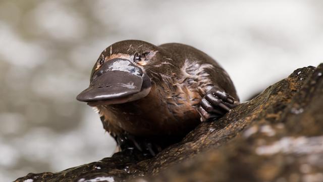 Australian Scientists Just Worked Out Diabetes Could Be Treated With Platypus Venom