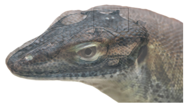 Freaky Ancient Lizard Had Four ‘Eyes’
