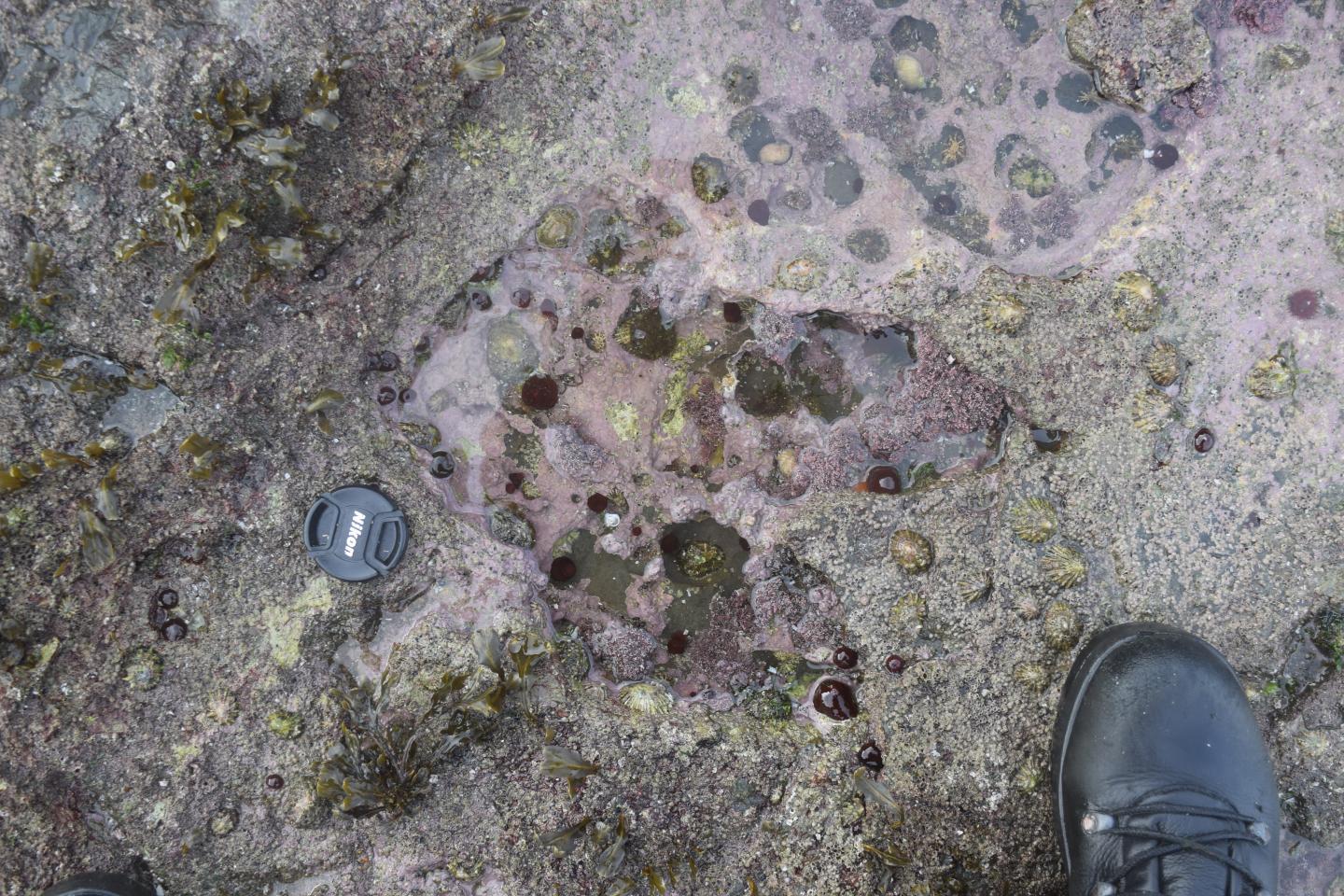Stunning Trove Of Jurassic-Era Dino Footprints Uncovered In Scotland
