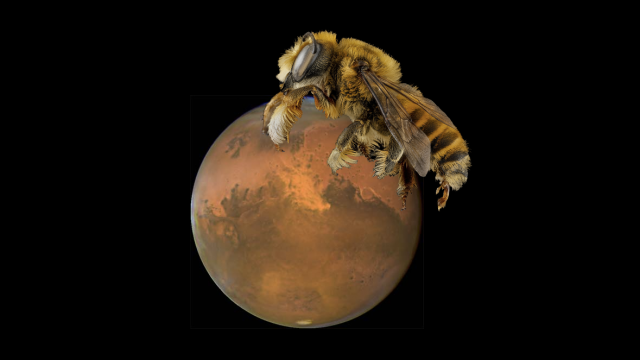 Buzz Buzz, NASA Funds Project To Put Bee Robots On Mars