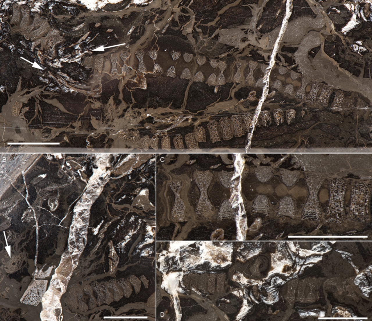 Fossilised Ichthyosaur Was Pregnant With Octuplets When She Died