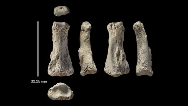 88,000-Year-Old Middle Finger Found In Saudi Arabia Could Rewrite Human History
