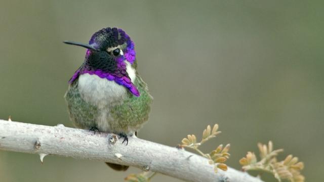These Male Hummingbirds Manipulate The Sound Of Their Flying To Attract Mates