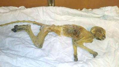Did Facebook Sleuths Get To The Bottom Of Minnesota’s Mummified Monkey Mystery?