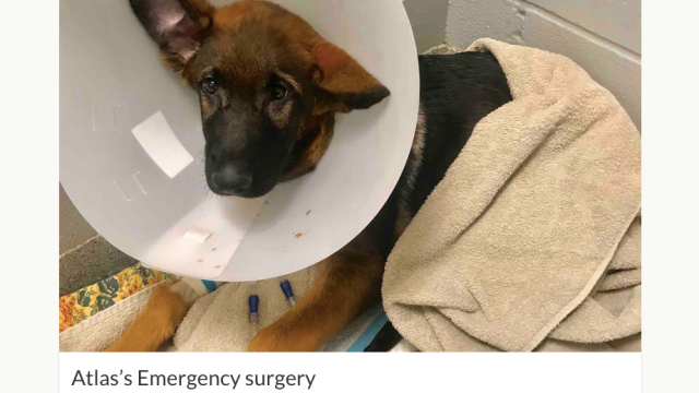 Cops Say Man Raised $18,000 On GoFundMe For Puppy He Beat To Death