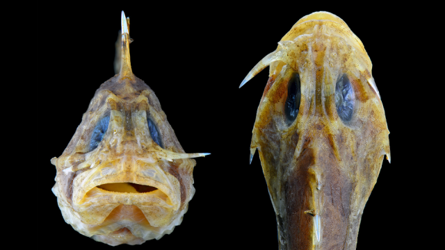 This Bizarre Fish Hides A Nasty Switchblade On Its Cheek