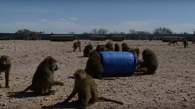 Brilliant Baboons Escape From Texas Biolab Using Their Captors’ Own Barrels