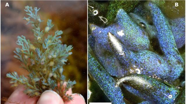This Glitter-Filled Algae Is A Living Opal