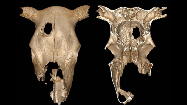 Why In The World Did Ancient Humans Perform Brain Surgery On This Cow?