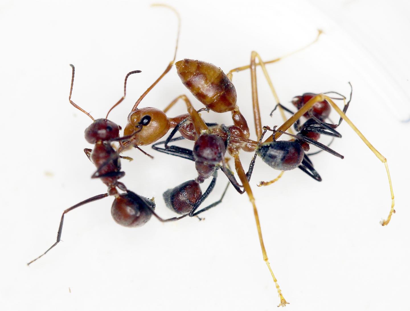 New Species Of ‘Exploding Ant’ Discovered In Borneo
