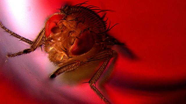 Flies Love To Ejaculate, Experiment Finds