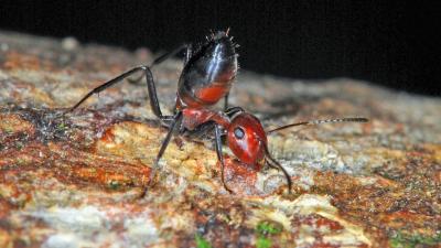 New Species Of ‘Exploding Ant’ Discovered In Borneo