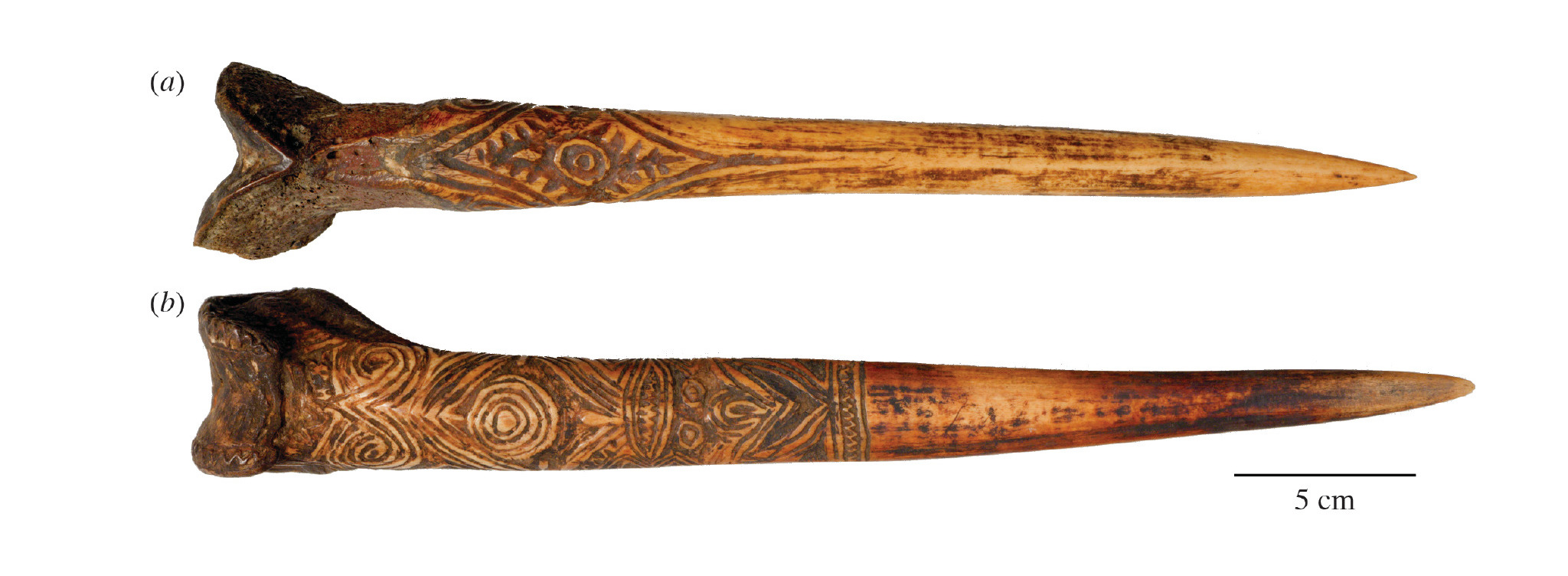 Why Papuan Men Made Daggers From Human Thigh Bones