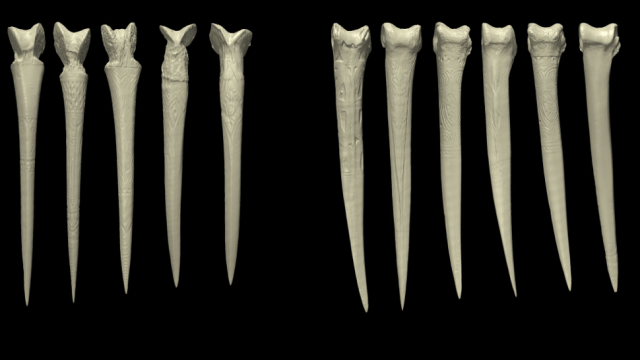 Why Papuan Men Made Daggers From Human Thigh Bones