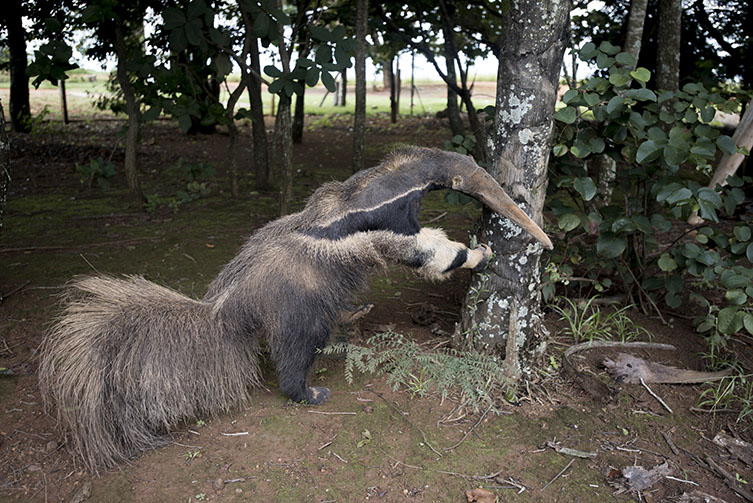 Winning Wildlife Photo Disqualified Because Of Suspected Fake Anteater