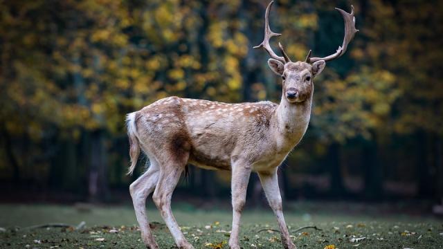 One Study Finds ‘Zombie Deer’ Prion Disease May Not Infect Humans, But Risk Remains